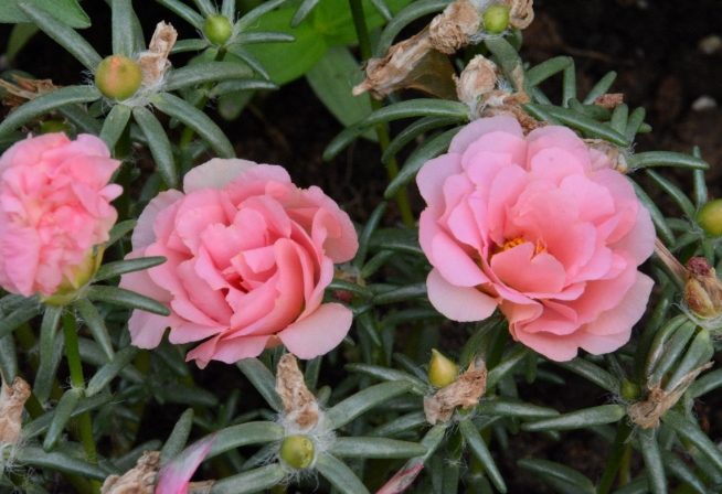 松葉牡丹養護 松葉牡丹養護