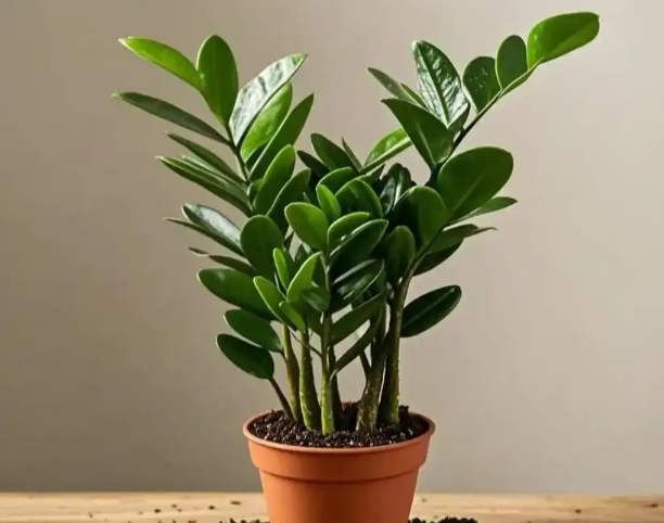 金錢樹換盆 金錢樹換盆