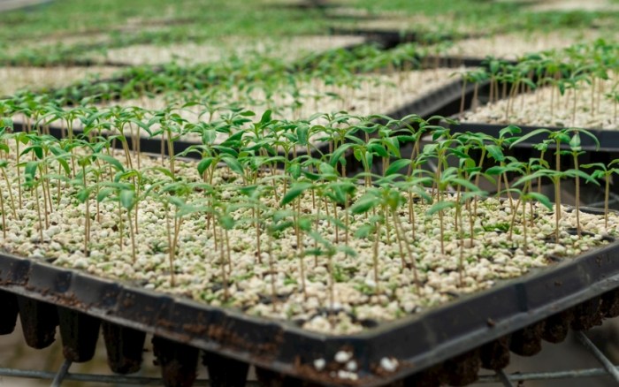 番茄種子發芽時間 番茄種子發芽時間