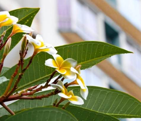 雞蛋花怕風 雞蛋花怕風