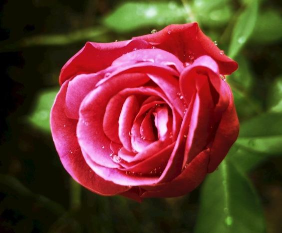 玫瑰病害治療 玫瑰病害治療