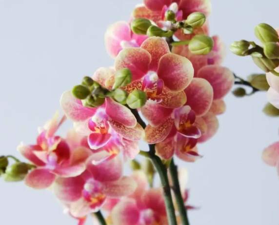 蘭花病蟲害 蘭花病蟲害