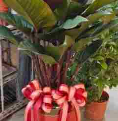 紅鑽蔓綠絨養護