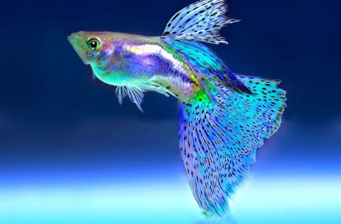 孔雀魚混養注意事項 孔雀魚混養注意事項