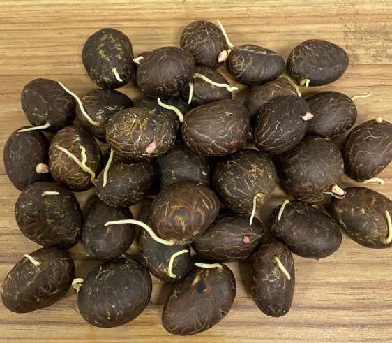 福木種子盆栽水耕