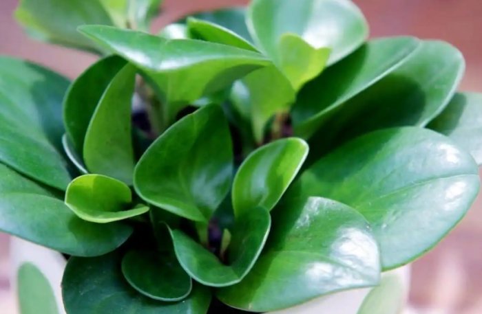 葉片光澤技巧 葉片光澤技巧