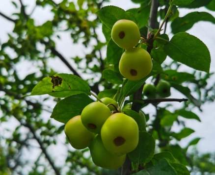 海棠果可以吃吗 海棠果可以吃吗