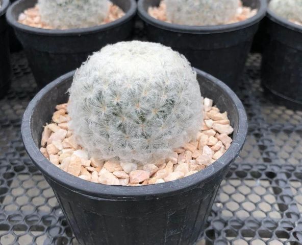 白星仙人掌照顧 白星仙人掌照顧