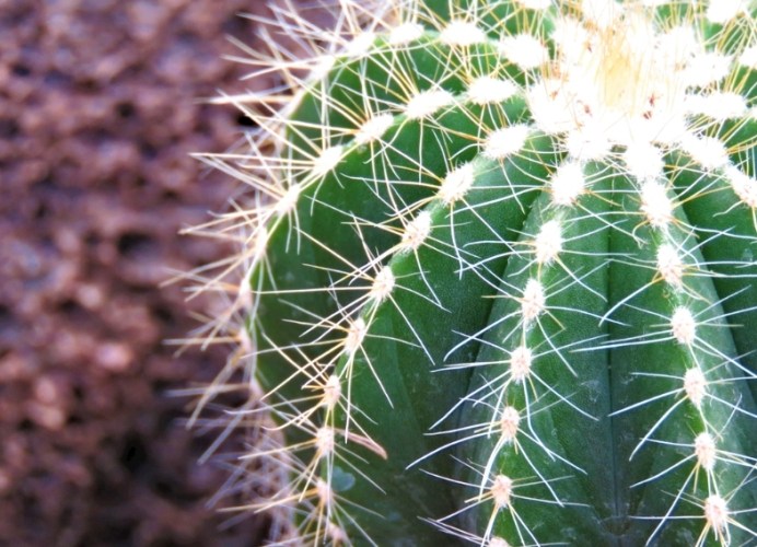 仙人掌養護 仙人掌養護