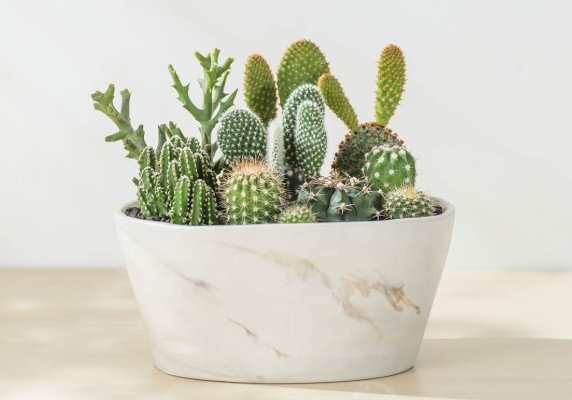 仙人掌盆栽排水 仙人掌盆栽排水