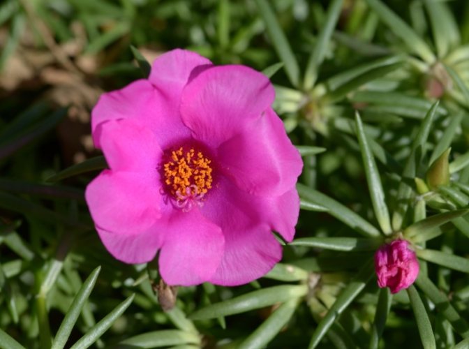 松葉 牡丹 澆 水 松葉 牡丹 澆 水