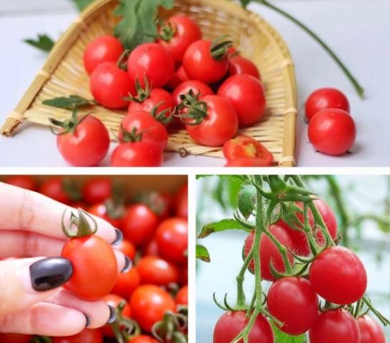 番茄不開花原因 番茄不開花原因