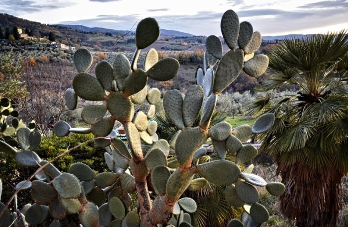 仙人掌變黃原因