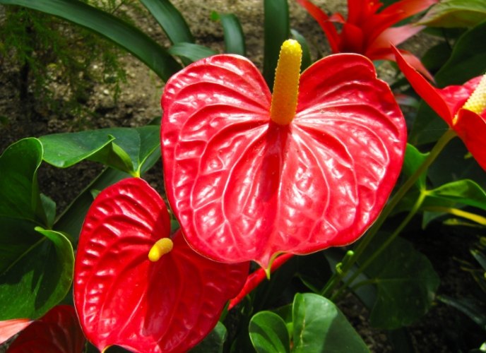 四季開花植物 四季開花植物