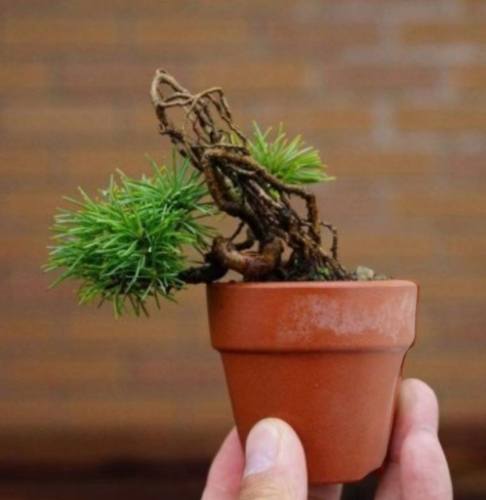 黑松种子种植 黑松种子种植