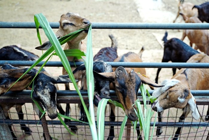 台中農場餵動物 台中農場餵動物