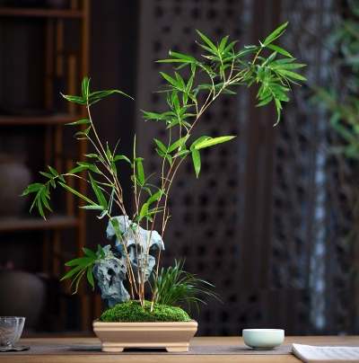 竹子盆栽養護