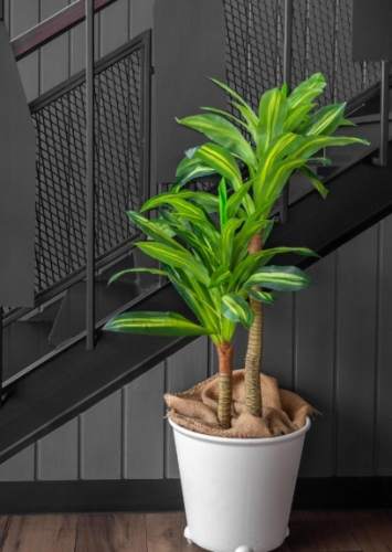 巴西木發芽時間 巴西木發芽時間