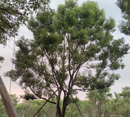 高壓分枝優缺點 高壓分枝優缺點