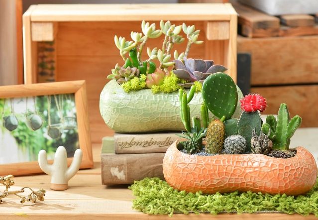仙人掌盆器材質 仙人掌盆器材質