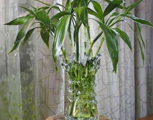 水養竹照顧 水養竹照顧