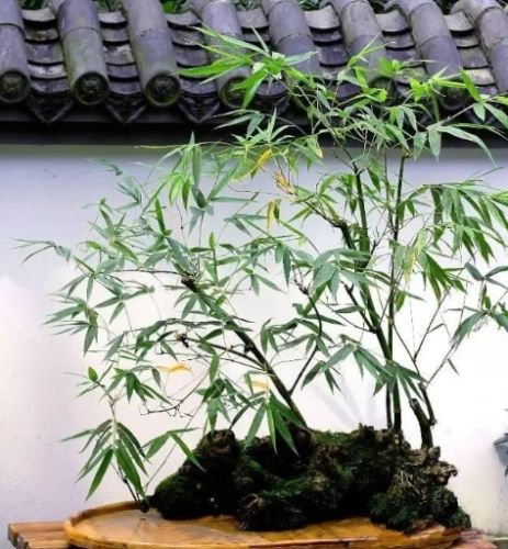 竹子種植技巧