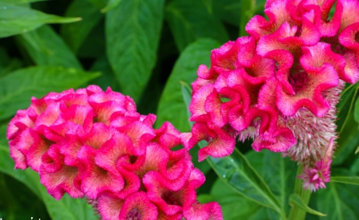 鳳尾雞冠花種植 鳳尾雞冠花種植