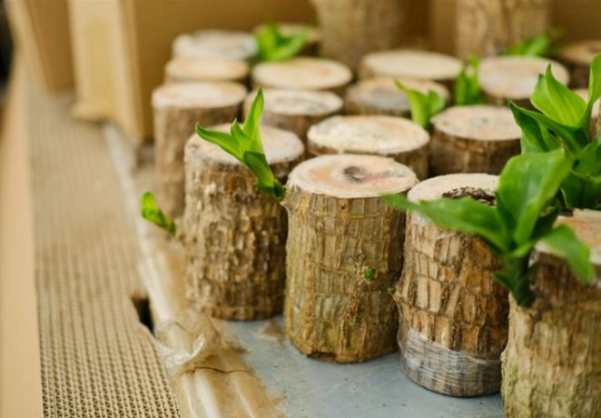 巴西木多久發芽 巴西木多久發芽