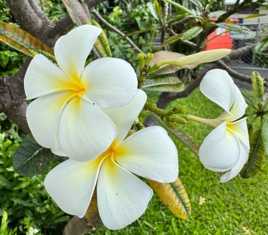 雞蛋花種植 雞蛋花種植