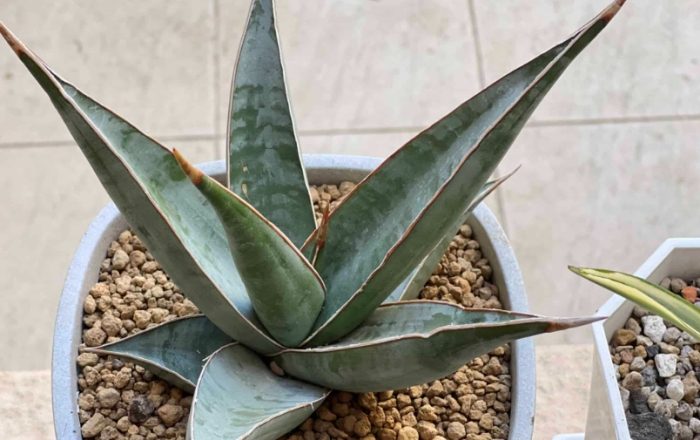 虎尾蘭照顧 虎尾蘭照顧