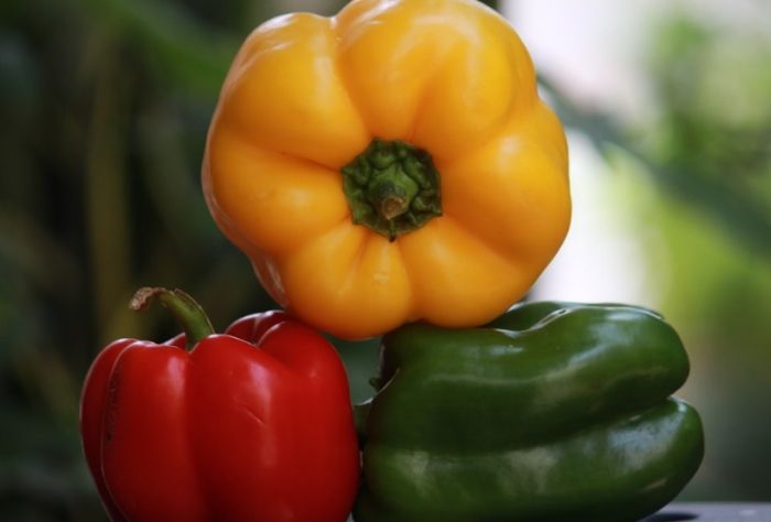 辣椒怎麼種? 辣椒怎麼種?