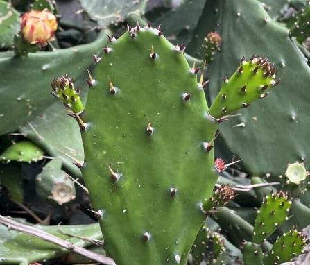 仙人掌發黑處理 仙人掌發黑處理