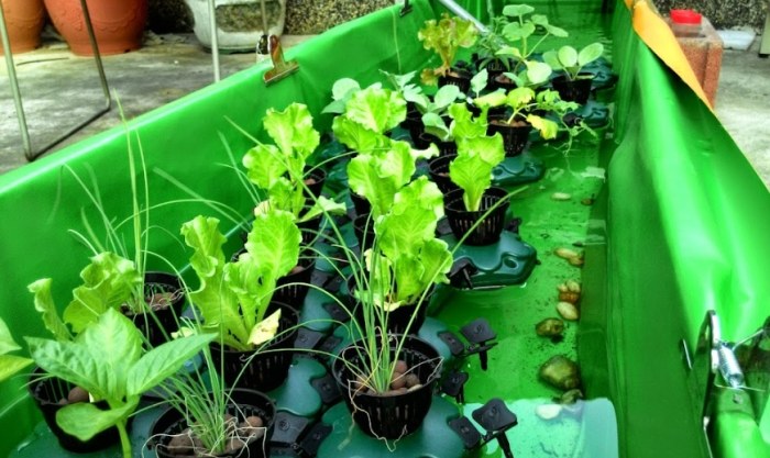 魚菜共生蔬菜 魚菜共生蔬菜