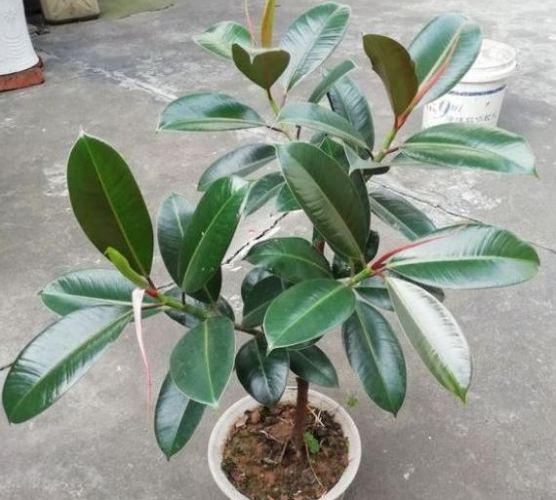 橡皮樹病蟲害防治 橡皮樹病蟲害防治