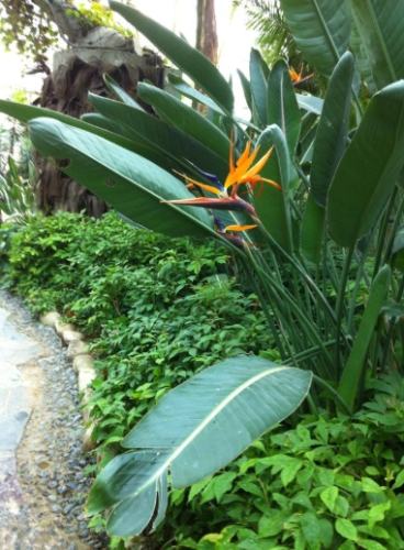 天堂鳥葉子枯黃處理 天堂鳥葉子枯黃處理