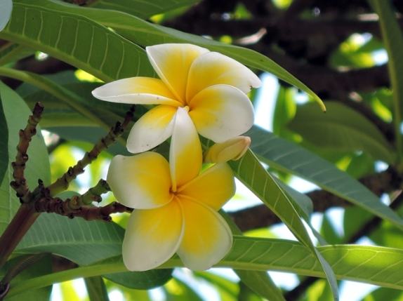 雞蛋花開花時間 雞蛋花開花時間