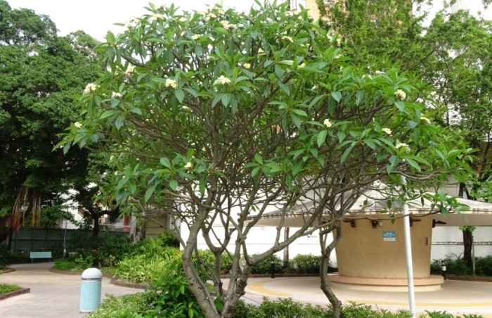 雞蛋花黃葉原因 雞蛋花黃葉原因