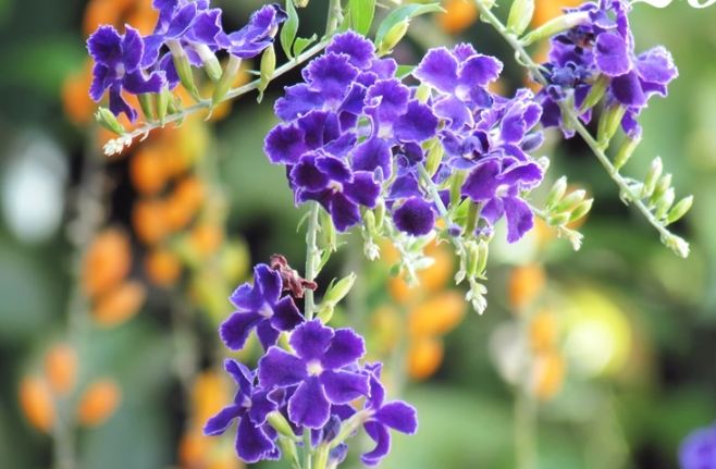 勒杜鵑有毒 勒杜鵑有毒