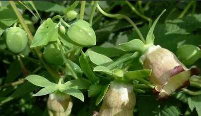 桔梗果實 桔梗果實