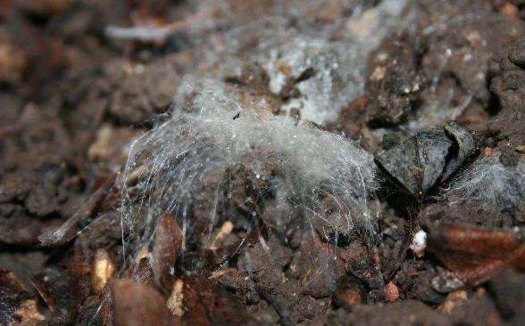 有機防治方法 有機防治方法