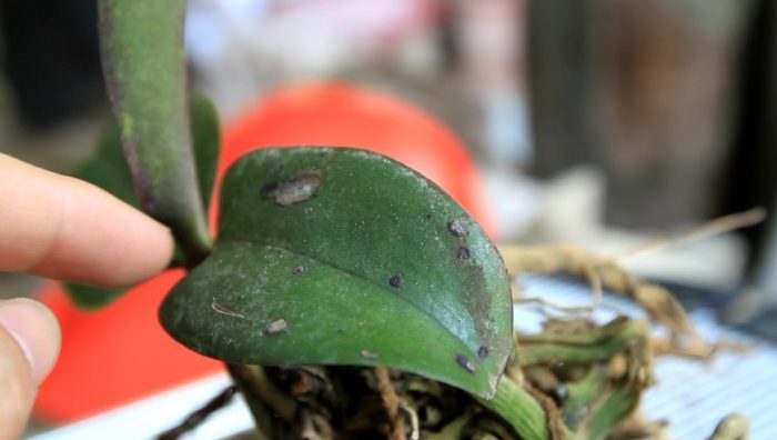 蝴蝶蘭葉子變黑 蝴蝶蘭葉子變黑