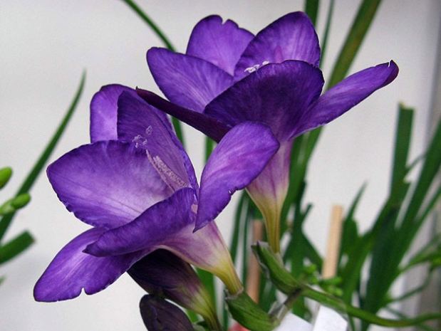 紫色小蒼蘭花語