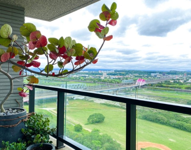 需要 陽光的植物 需要 陽光的植物