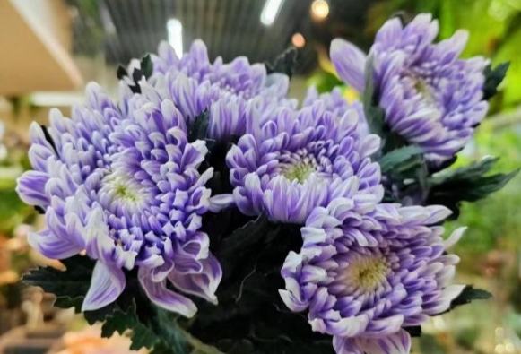 牡丹菊病蟲害防治