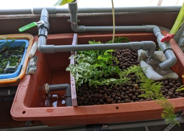 魚菜共生系統 魚菜共生系統