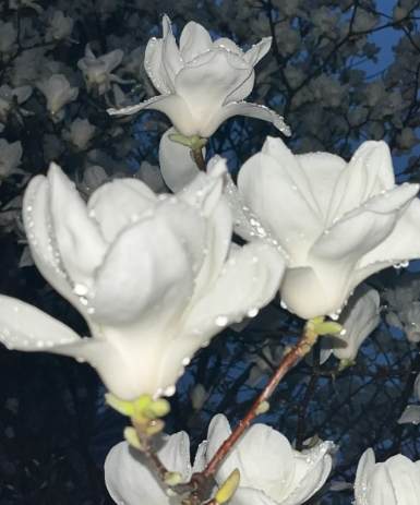 玉蘭花扦插方法