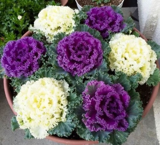 羽衣甘藍營養價值 羽衣甘藍營養價值