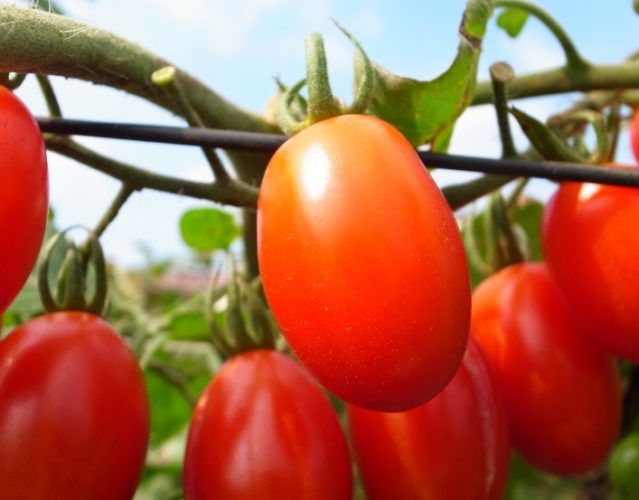 蕃茄食譜推薦 蕃茄食譜推薦