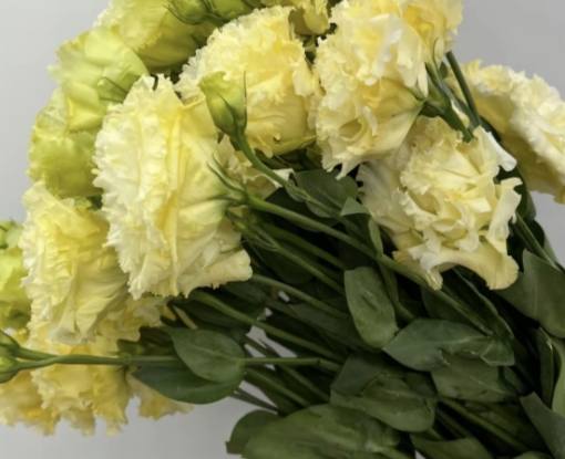 黃色洋桔梗花語 黃色洋桔梗花語