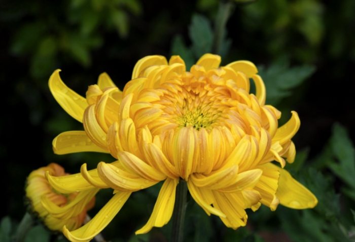 菊花養殖 菊花養殖